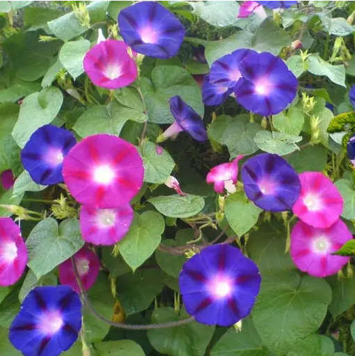 Mixed Colour Morning Glory Climbing Vine - Ipomoea ssp- 20 Seeds