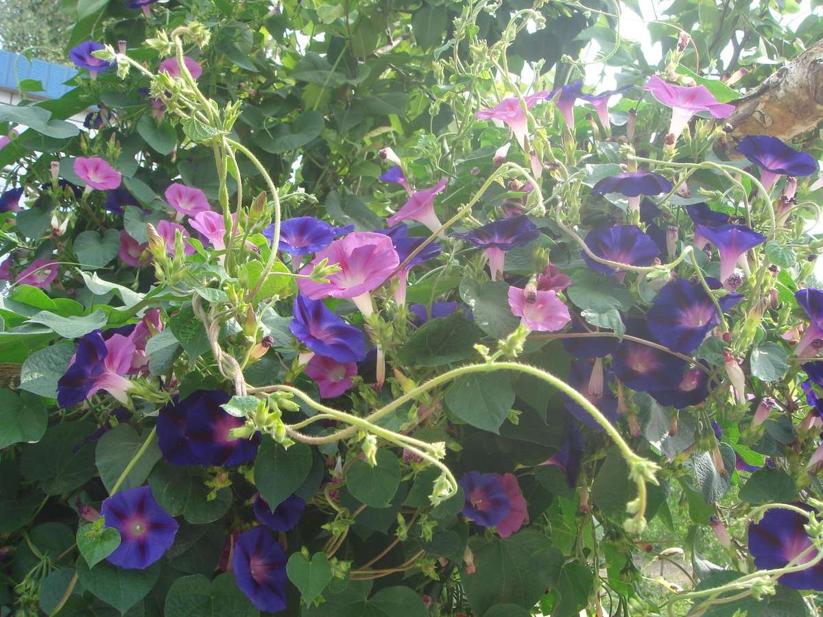 Mixed Colour Morning Glory Climbing Vine - Ipomoea ssp- 20 Seeds