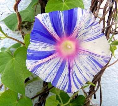 Blue Stripe Morning Glory Climbing Vine - Ipomoea Tricolor - 20 Seeds