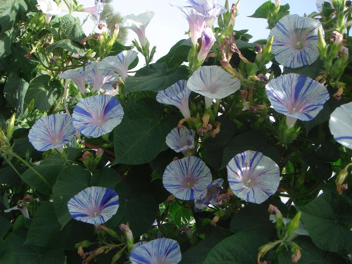 Blue Stripe Morning Glory Climbing Vine - Ipomoea Tricolor - 20 Seeds
