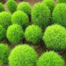 Burning Bush / Mexican Fireweed Green  Annual - Kochia / Bassia Scoparia - 100 Seeds