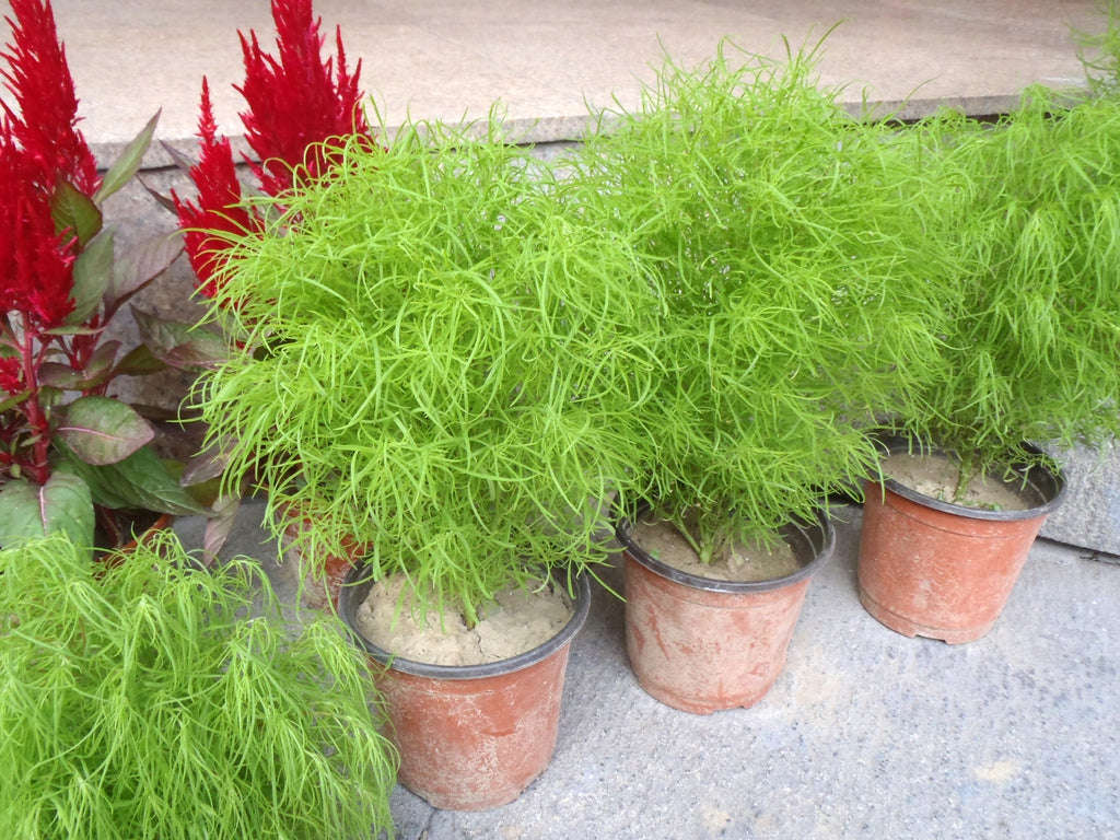 Burning Bush / Mexican Fireweed Green  Annual - Kochia / Bassia Scoparia - 100 Seeds