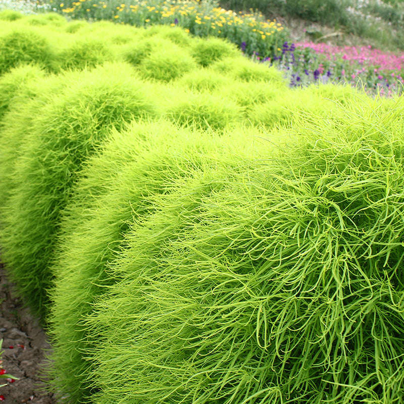 Burning Bush / Mexican Fireweed Green  Annual - Kochia / Bassia Scoparia - 100 Seeds