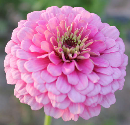 Dahlia Flowered Zinnia - Zinnia elegans - Tall Pink - 25 Seeds