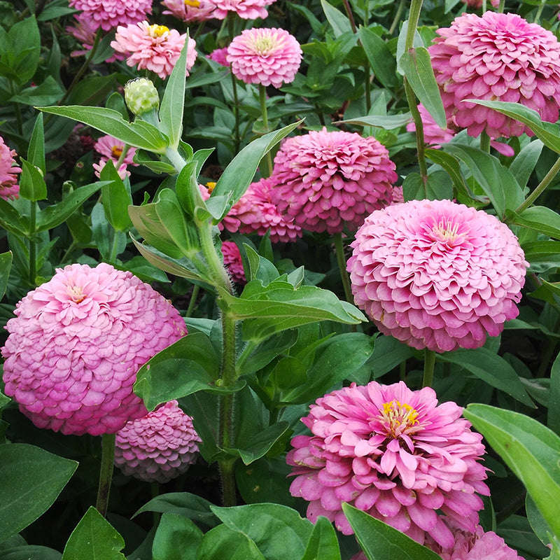 Dahlia Flowered Zinnia - Zinnia elegans - Tall Pink - 25 Seeds