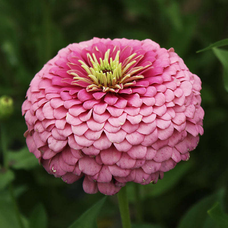 Giant Cactus Zinnia - Zinnia elegans - Salmon - 25 Seeds