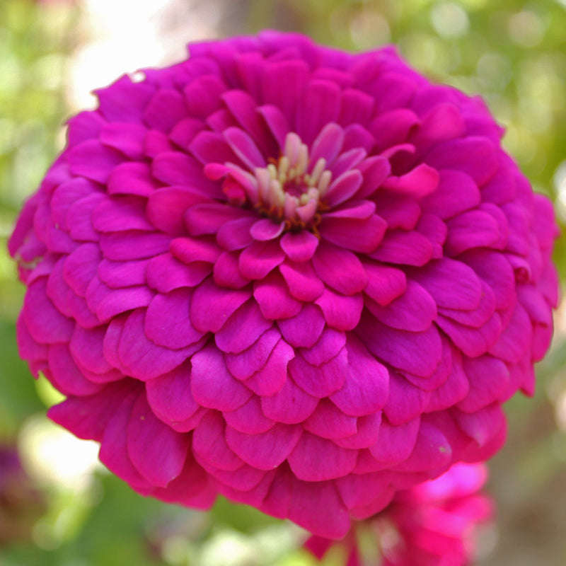 Dahlia Flowered Zinnia - Zinnia elegans - Purple - 25 Seeds