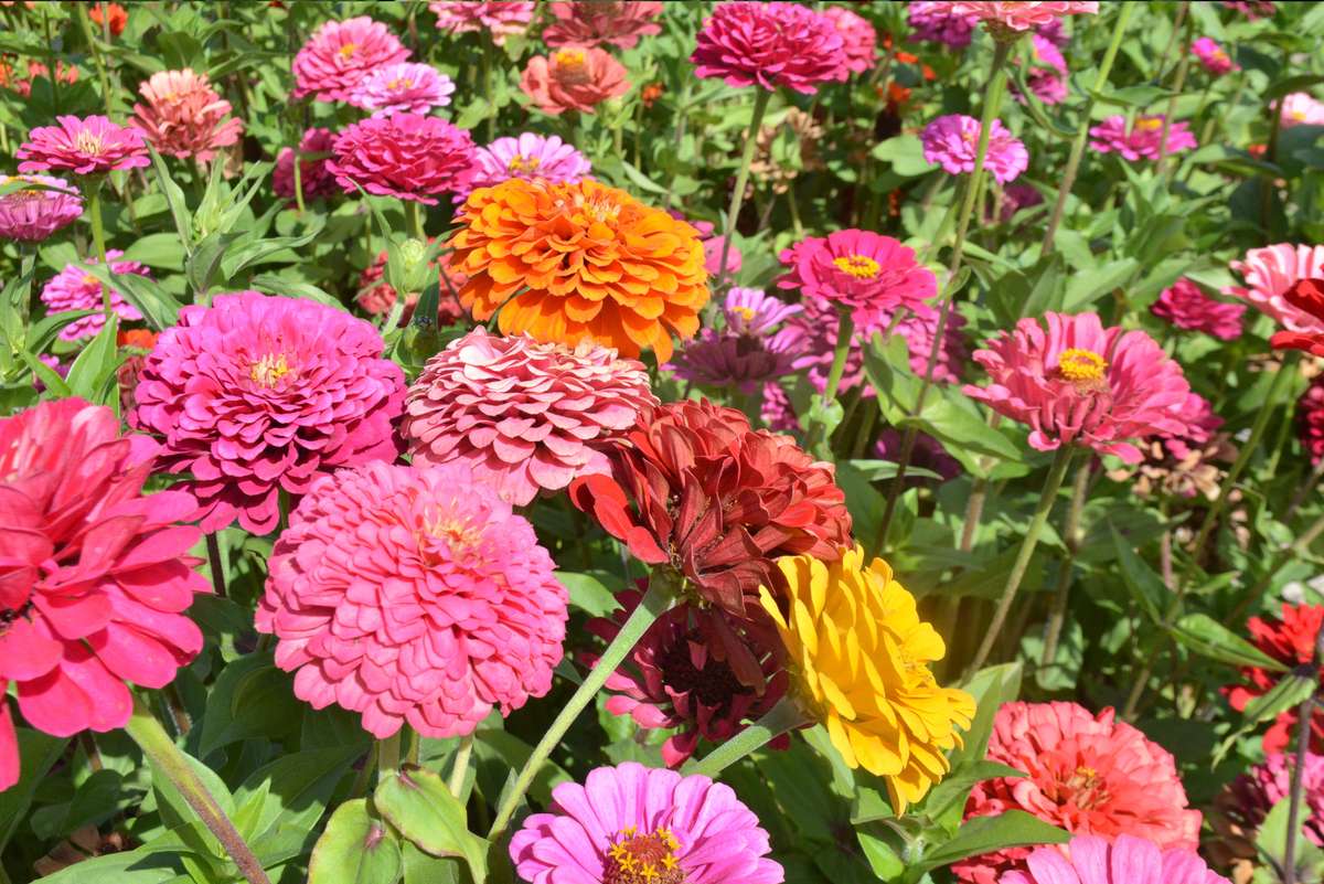 Dahlia Flowered Zinnia - Zinnia elegans - Tall Mix - 25 Seeds