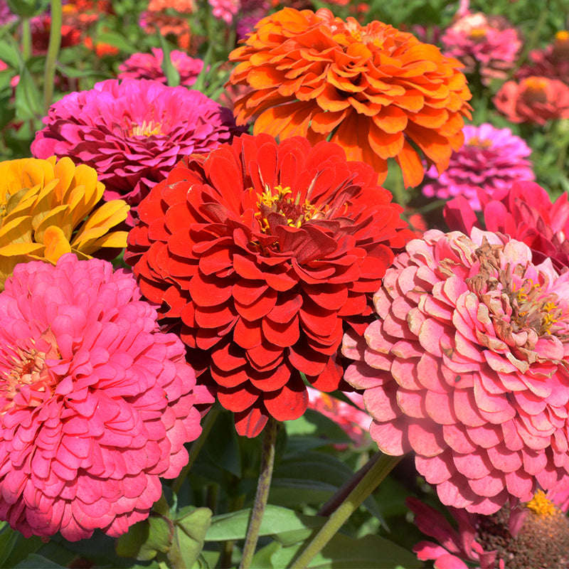Dahlia Flowered Zinnia - Zinnia elegans - Tall Mix - 25 Seeds