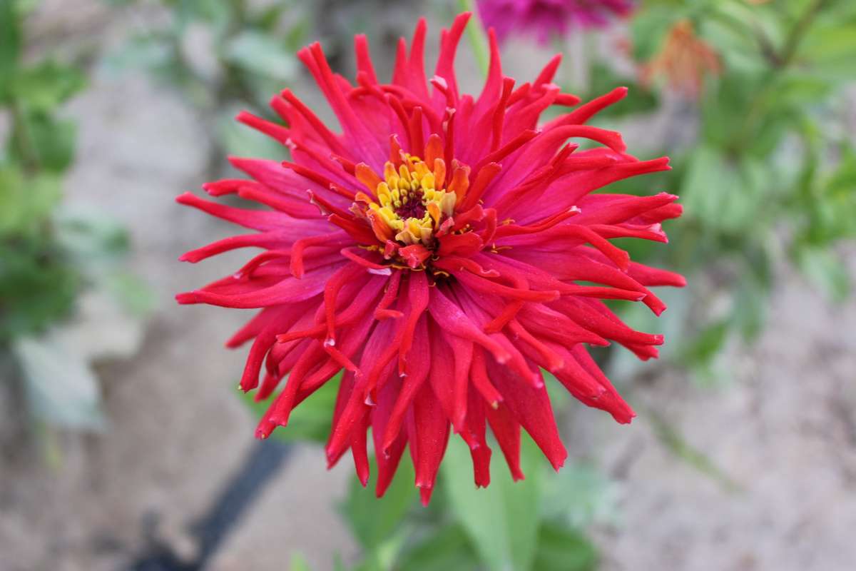 Giant Cactus Zinnia - Zinnia elegans - Red - 25 Seeds