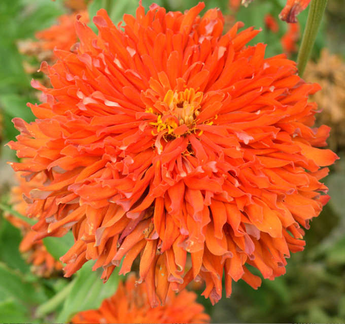 Giant Cactus Zinnia - Zinnia elegans - Orange - 25 Seeds