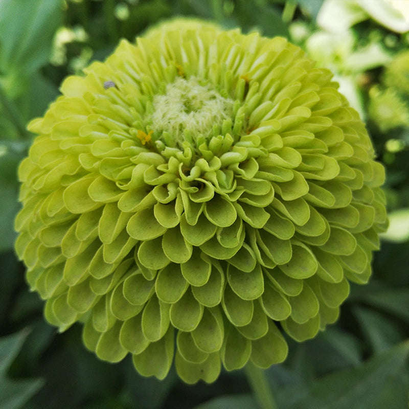 Dahlia Flowered Zinnia - Zinnia elegans - Green - 25 Seeds
