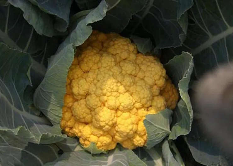 Yellow "Cheese"  Cauliflower - Brassica Oleracea var botrytis - Vegetable - 5 seeds