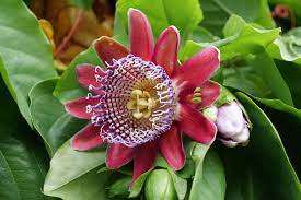 Giant Granadilla Fruit - Fruit - Passiflora quadrangularis - 5 Seeds