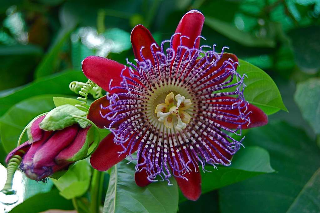 Giant Granadilla Fruit - Fruit - Passiflora quadrangularis - 5 Seeds