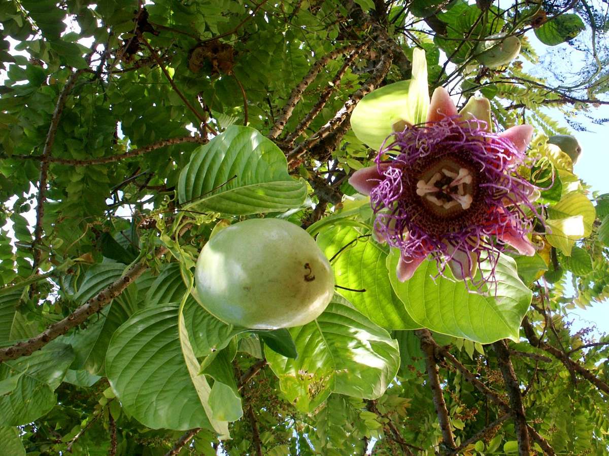 Giant Granadilla Fruit - Fruit - Passiflora quadrangularis - 5 Seeds