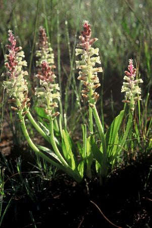 Lachenalia Pallida - Indigenous South African Bulb - 10 Seeds
