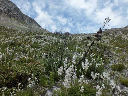 Lanaria Lanata - Indigenous South African Bulb - 10 Seeds