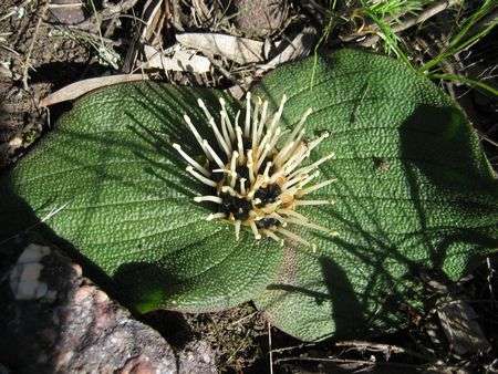 Massonia Depressa - Indigenous South African Bulb - 10 Seeds