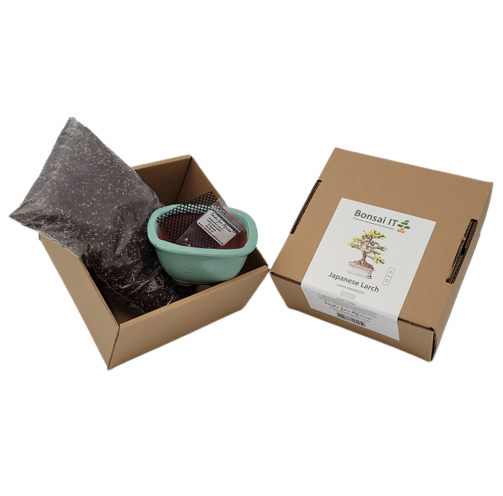 Bonsai IT - Japanese Larch - Larix kaempferi- Kit 13