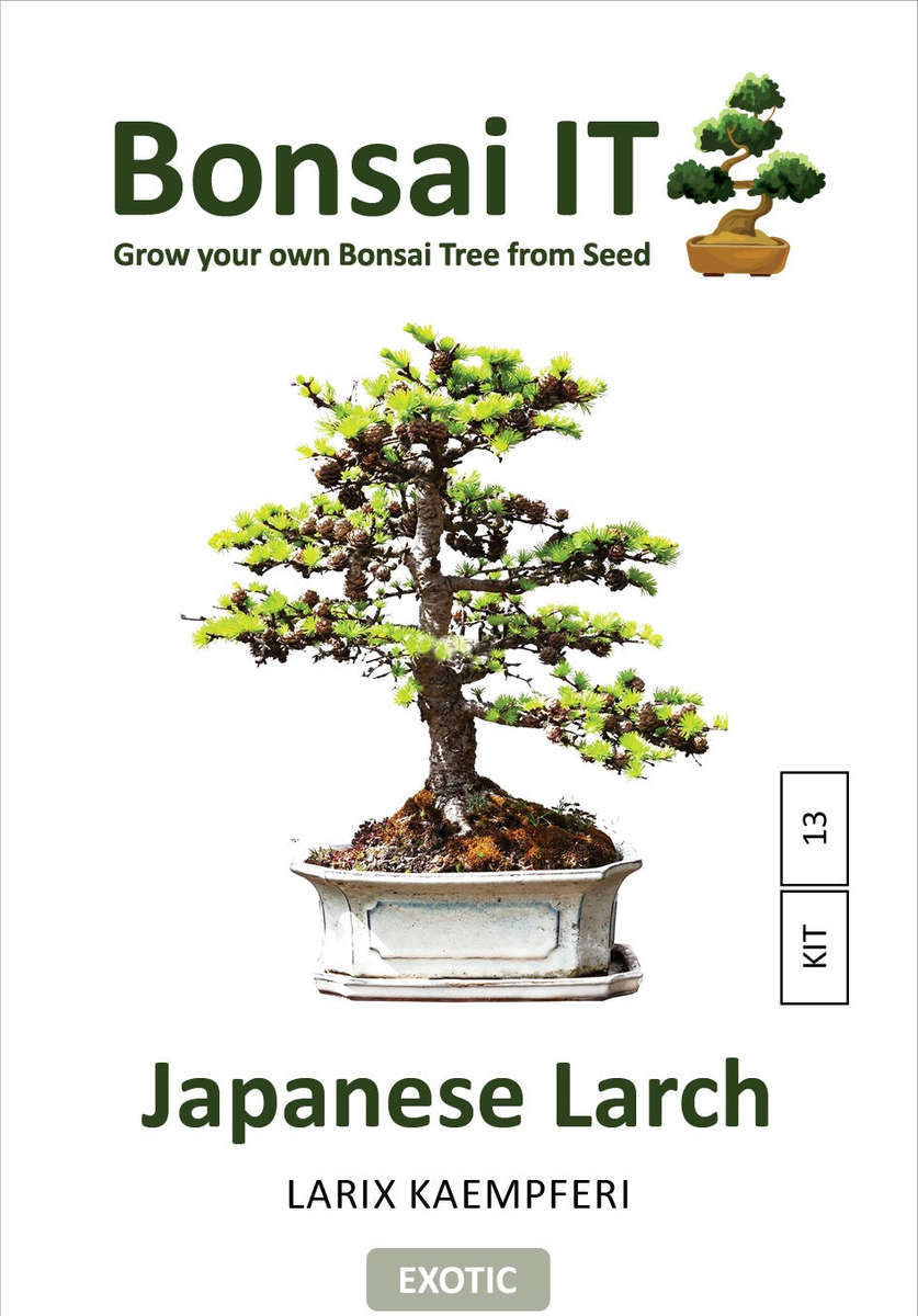 Bonsai IT - Japanese Larch - Larix kaempferi- Kit 13