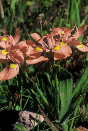 Moraea Papilionaceae- Indigenous South African Bulb - 10 Seeds