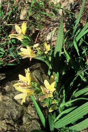 Babiana Odorata - Indigenous South African Bulb - 10 Seeds