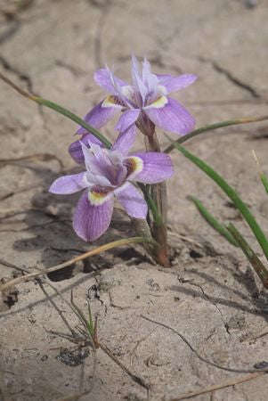 Moraea setifolia - Indigenous South African Bulb - 10 Seeds