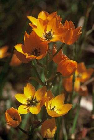 Ornithogalum Dubium - Indigenous South African Bulb - 10 Seeds