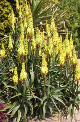 Aloe striatula - Indigenous South African Succulent - 10 Seeds