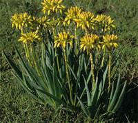 Aloe krausii - Indigenous South African Succulent - 10 Seeds