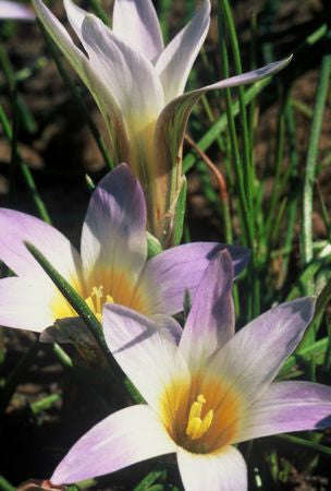 Romulea Tabularis - Indigenous South African Bulb - 10 Seeds