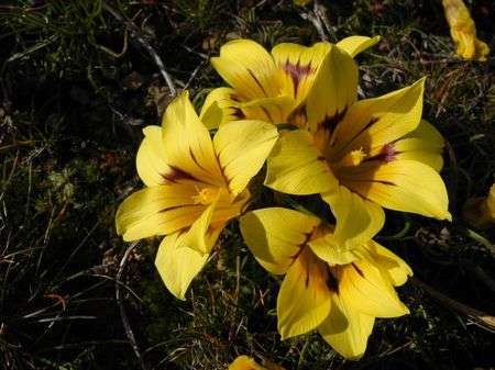 Romulea Tortuosa - Indigenous South African Bulb - 10 Seeds