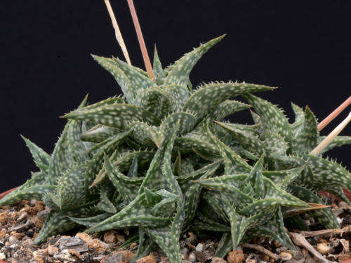 Aloe descoingsii - Succulent - Rare Madagascan Aloe - 5 seeds