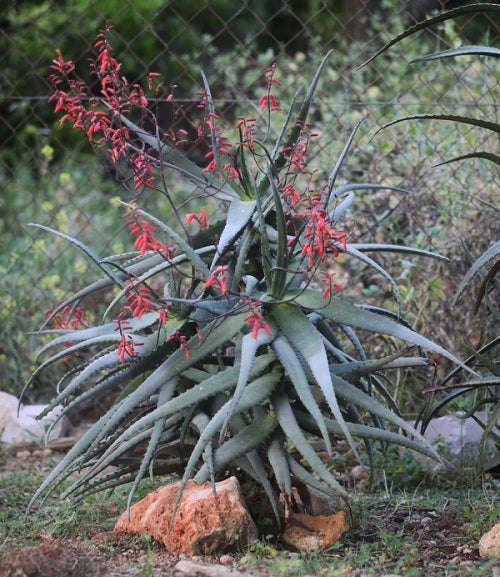 Aloe divaricata - Succulent - Rare Madagascan Aloe - 5 seeds