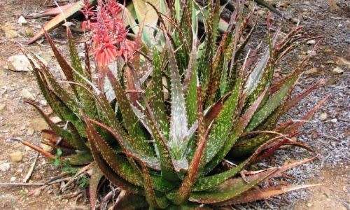 Aloe macrosiphon - Succulent - Rare Central African Aloe - 5 seeds
