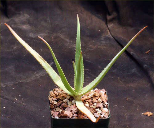 Aloe mandotoensis - Succulent - Rare Madagascan Aloe - 5 seeds