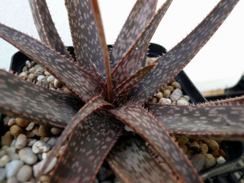Aloe perrieri - Succulent - Rare Madagascan Aloe - 5 seeds