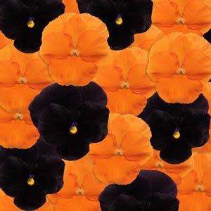 Pansy Panola - Halloween Mix - Viola wittrockiana - 10 Seeds