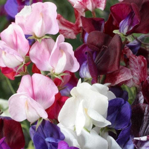 Sweet pea Old Spice - Mixed - Lathyrus odoratus - 20 Seeds