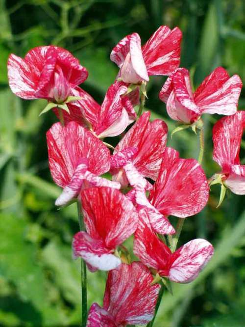 Sweet pea Old Spice - Queen of the Isles - Lathyrus odoratus - 20 Seeds