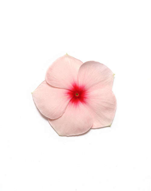 Vinca Pacifica - Apricot - Catharanthus roseus - 10 Seeds