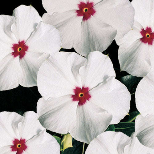Vinca Pacifica - Polka Dot - Catharanthus roseus - 10 Seeds