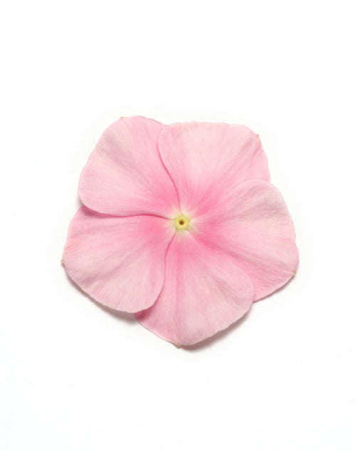 Vinca Pacifica - XP - Icy Pink - Catharanthus roseus - 10 Seeds