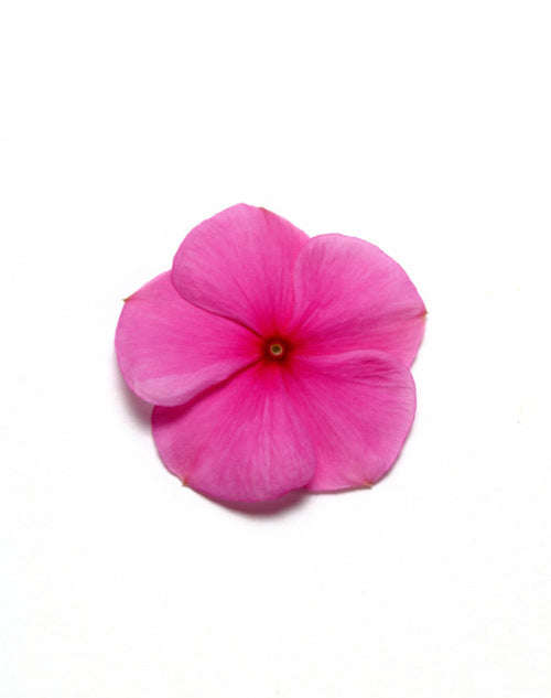 Vinca Pacifica - XP - Lilac - Catharanthus roseus - 10 Seeds