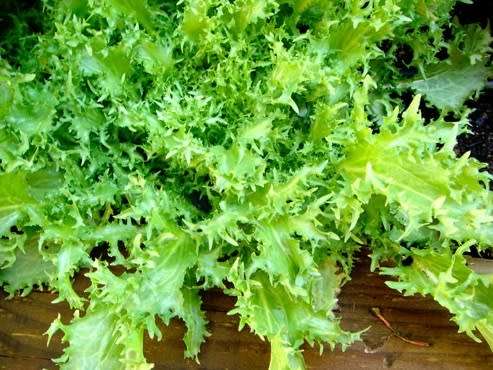 Angel Hair Endive / Chicoree - Heirloom Vegetable - Cichorium endivia - 50 Seeds
