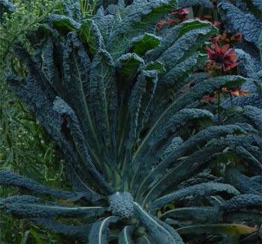 Black Tuscan Palm Kale- Lacinato Kale - Heirloom Vegetable - Brassica oleracea 'Lacinato' - 100 ...