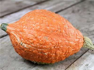 Golden Hubbard Squash - Heirloom Vegetable - Cucurbita maxima - 5 Seeds