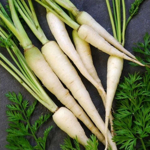 Lunar White Carrot - Heirloom Vegetable - Daucus carrota - 100 Seeds