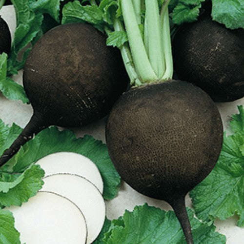 Spanish Black Radish - Heirloom Vegetable - Raphanus sativus - 50 Seeds